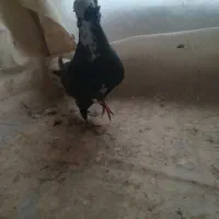 عرب کبوتر نر