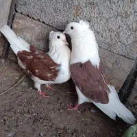 پرنده