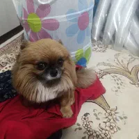 واگذاری سگ پامر