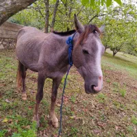 اسب نریان نیلی 4 ساله|اسب و تجهیزات اسبسواری|مرزنآباد, |دیوار