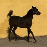 کره نریان عرب مصری ۲سر وارداتی پرخون|اسب و تجهیزات اسبسواری|تهران, بوستان چیتگر|دیوار