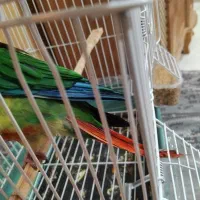 گرینچیک بشدت زیبا و سرحال و دستی