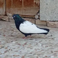 سینه سیاه|پرنده|اهواز, عین ۲|دیوار