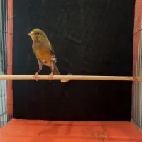 قناری نر جوان سبز قرص