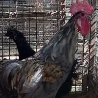 خروس اراکانا خروس برهما مرغ لاکندزی