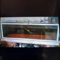 اکواریوم