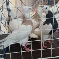 طوق|پرنده|کرمانشاه, |دیوار