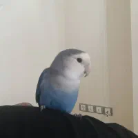 کوتوله برزیلی (Love Bird)