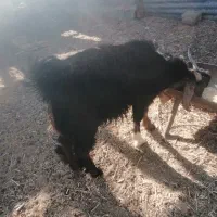 کهره نر ریز|حیوانات مزرعه|مرودشت, دولت آباد|دیوار