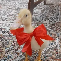 اردک