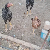 لاری اصل نژاد دار|حیوانات مزرعه|دشتابی, |دیوار