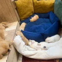 واگذاری طوله پیکینز|سگ|کرمان, |دیوار