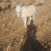 درجه یک ناو رانی