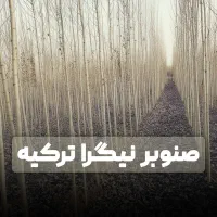 ایده درآمــد میلیاردی با کاشت نهال صنــوبرترکیه