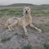 سگ گله ای|سگ|خمین, |دیوار