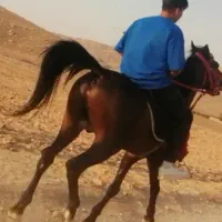 خرید و فروش اسب پانسیون و کشش