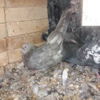 کفتر پرشی خوب|پرنده|حاجی آباد, |دیوار