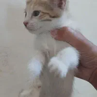 واگذاری بچه گربه