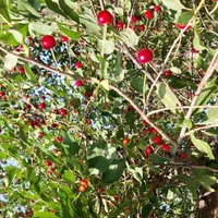 باغ انگور خسبیجان (مرکزی)|فروش دفتر صنعتی، کشاورزی، تجاری|زالیان, |دیوار