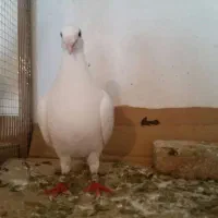 جفت کبوتر پلاکی سفید به همراه جفت جوجه