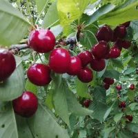 گیلاس درشت کرتی تک دانه