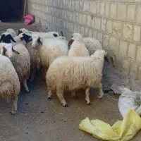 بره فروش|حیوانات مزرعه|گچی, |دیوار