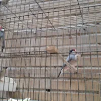 فنچ نرگسی