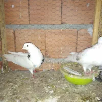 12 تا کفتر بالغ و جوجه یه جا|پرنده|قائمشهر, |دیوار