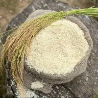 برنج طارم هاشمی