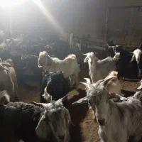 کهره|حیوانات مزرعه|شبانکاره, |دیوار