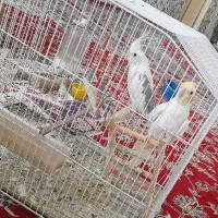 عروس هلندی|پرنده|شیراز, دکتر حسابی|دیوار
