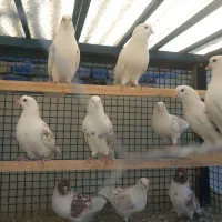 کفتر