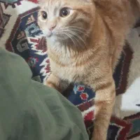 واگذاری رایگان گربه DSH