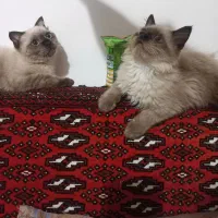 واگذاری چند تا گربه چشم ابی قشنگ|گربه|نیشابور, بلوار گلها|دیوار