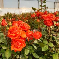 بوته گل رز قیمت عمده مخصوص گلخانه ها و بساط شب عید