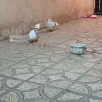 پرنده|پرنده|دورود, |دیوار