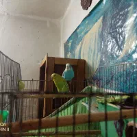 مرغ عشق|پرنده|بهبهان, |دیوار