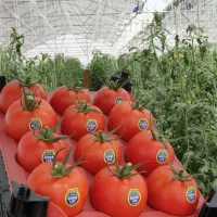 گلخانه ۱۸۶۴۶متر واقع در مرند قابل معاوضه