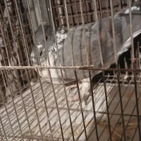 کبوتر|پرنده|مسجد سلیمان, |دیوار