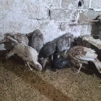 نیمچه بوقلمون برای نگهداری|حیوانات مزرعه|اردبیل, |دیوار