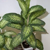 گل طبیعی دیفن پر پشت|گل و گیاه طبیعی|بانه, |دیوار