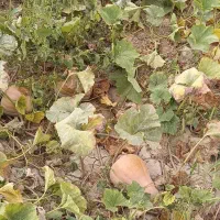 کدو حلوایی در جه یک در زمین به فروش می‌رسد|خوردنی و آشامیدنی|مشگین شهر, |دیوار