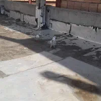 کبوتر|پرنده|ماکو, |دیوار