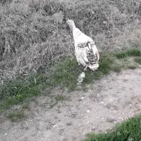 بوقلمون ماده