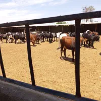 گوساله