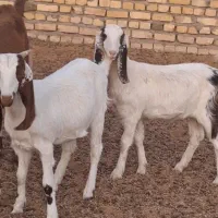 بزغاله ماده