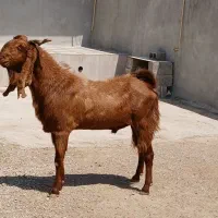 پازن