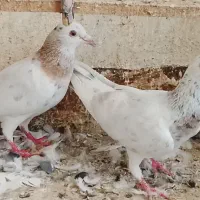 چهارتاسار