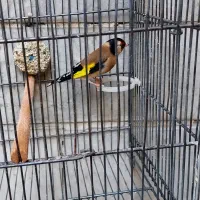 سهره و سهره قناری|پرنده|ری, دیلمان|دیوار