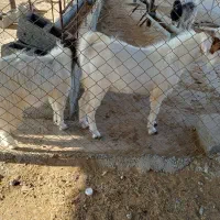 فروش بز و نری